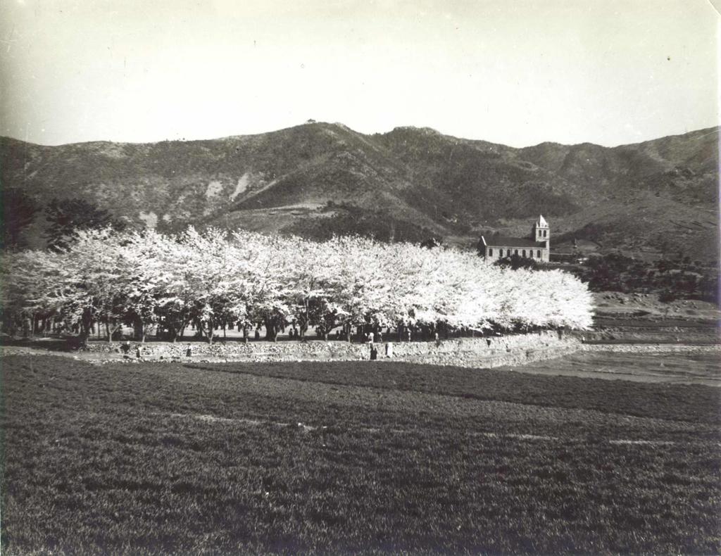 남해 남명초교 벚꽃 광경